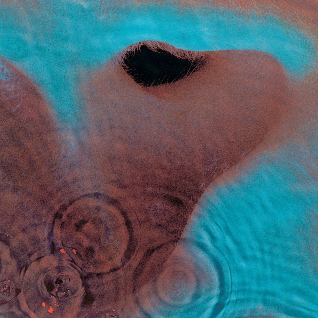 PINK FLOYD : MEDDLE (CD) - Harrisons Records