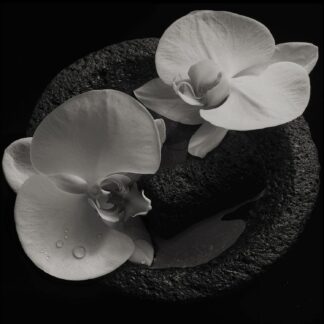MIKE PATTON & JEAN-CLAUDE VANNIER : CORPSE FLOWER (VINILO SMOKY SWIRL)